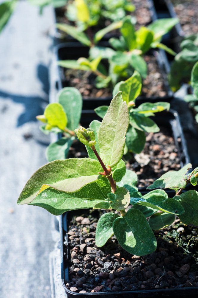 fashion fruit plant Passiflora 'Frederick' (Passion Fruit) – Ricardo's Nursery main image 1
