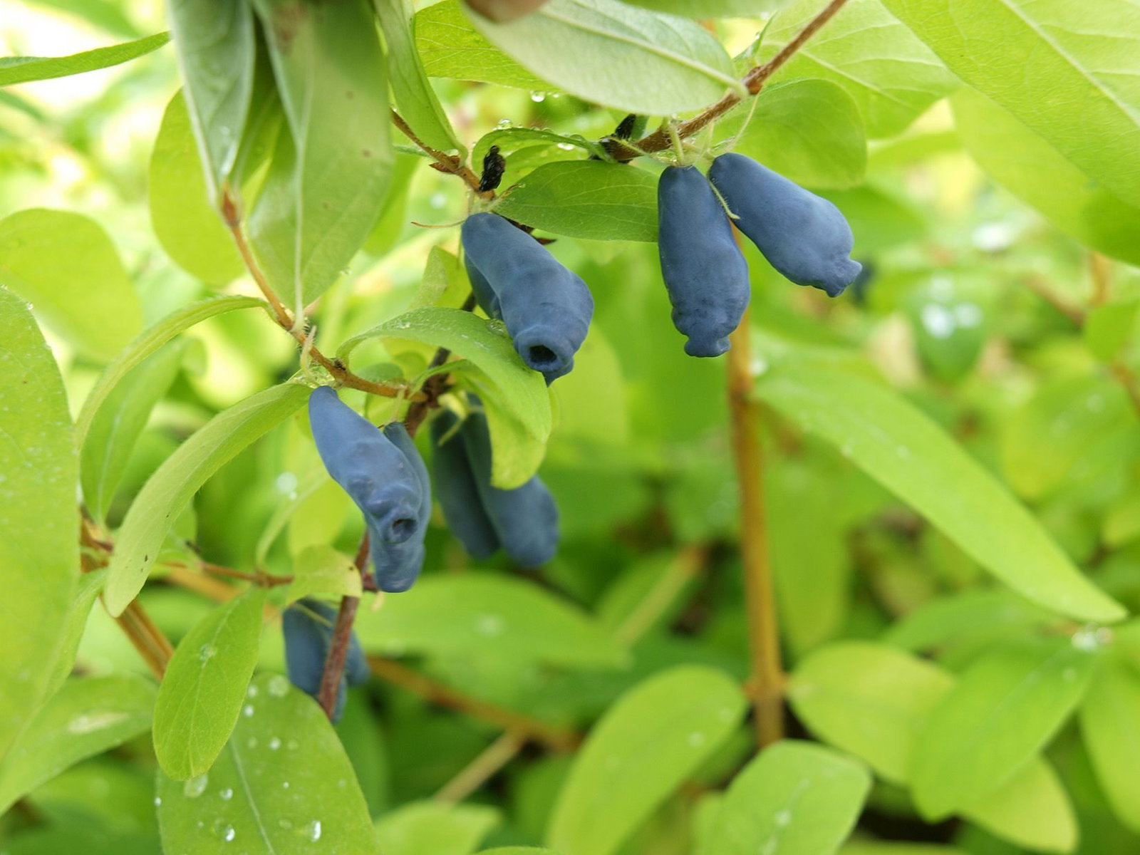 Sibirische Blaubeere - Lonicera kamtschatica | jetzt gnstig online kaufen  + Pflegetipps!
