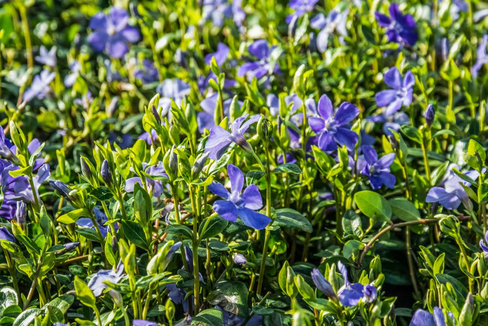 Vinca minor Alba Immergrün Alba jetzt günstig online kaufen bei