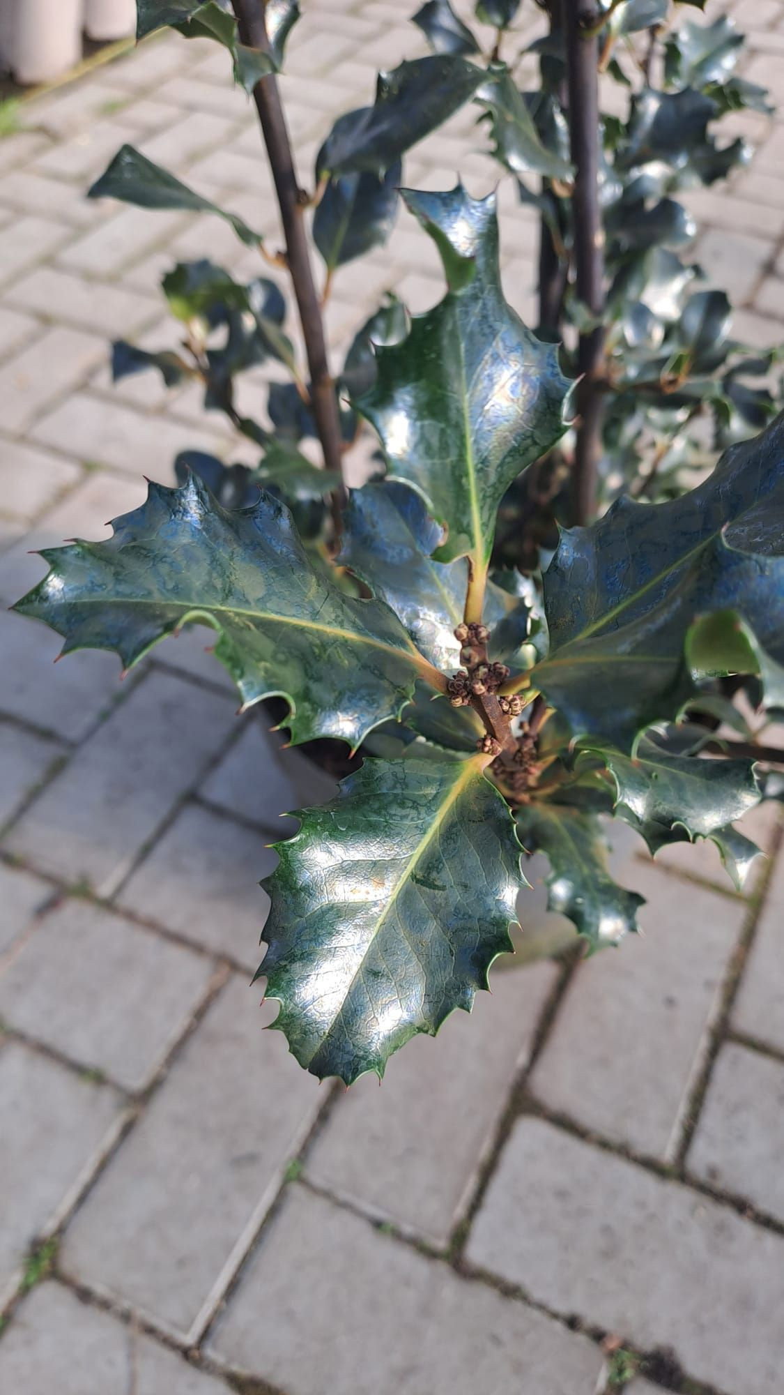 Stechpalme Blue Euro - Ilex meserveae Blue Euro gnstig kaufen