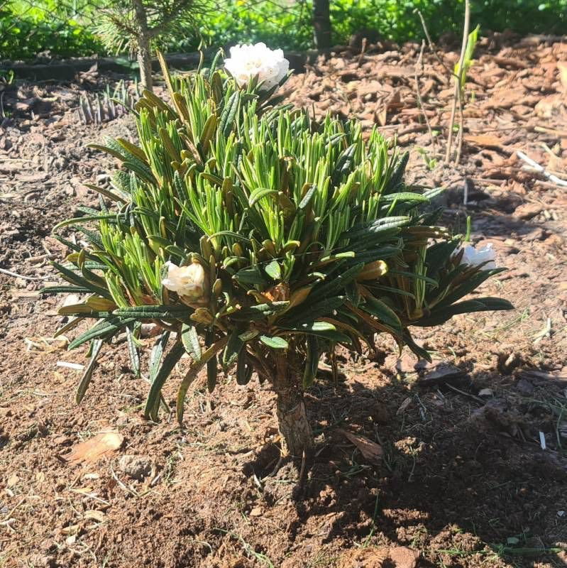 taxus baccata höhe Taxus baccata main image 1