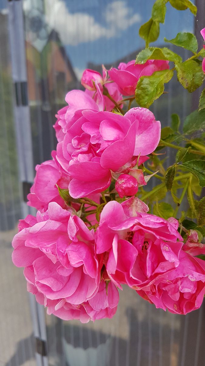 Rose Heidetraum plus Rosa Heidetraum plus günstig kaufen