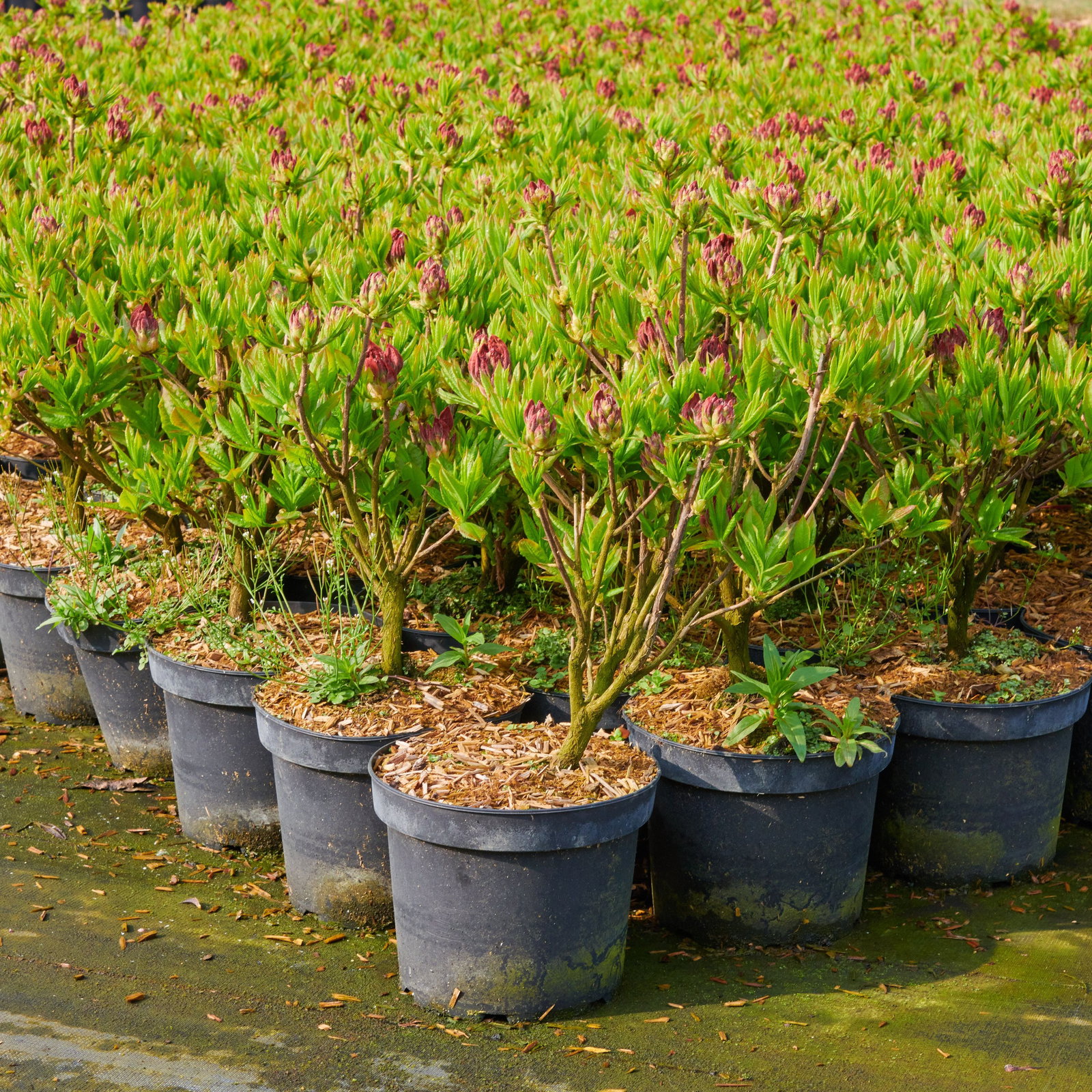 rhododendron shop Rhododendron Abby's Re-View® main image 1