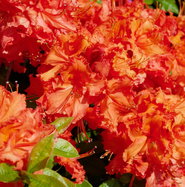 rhododendron roseum pink Roseum Pink Rhododendron
