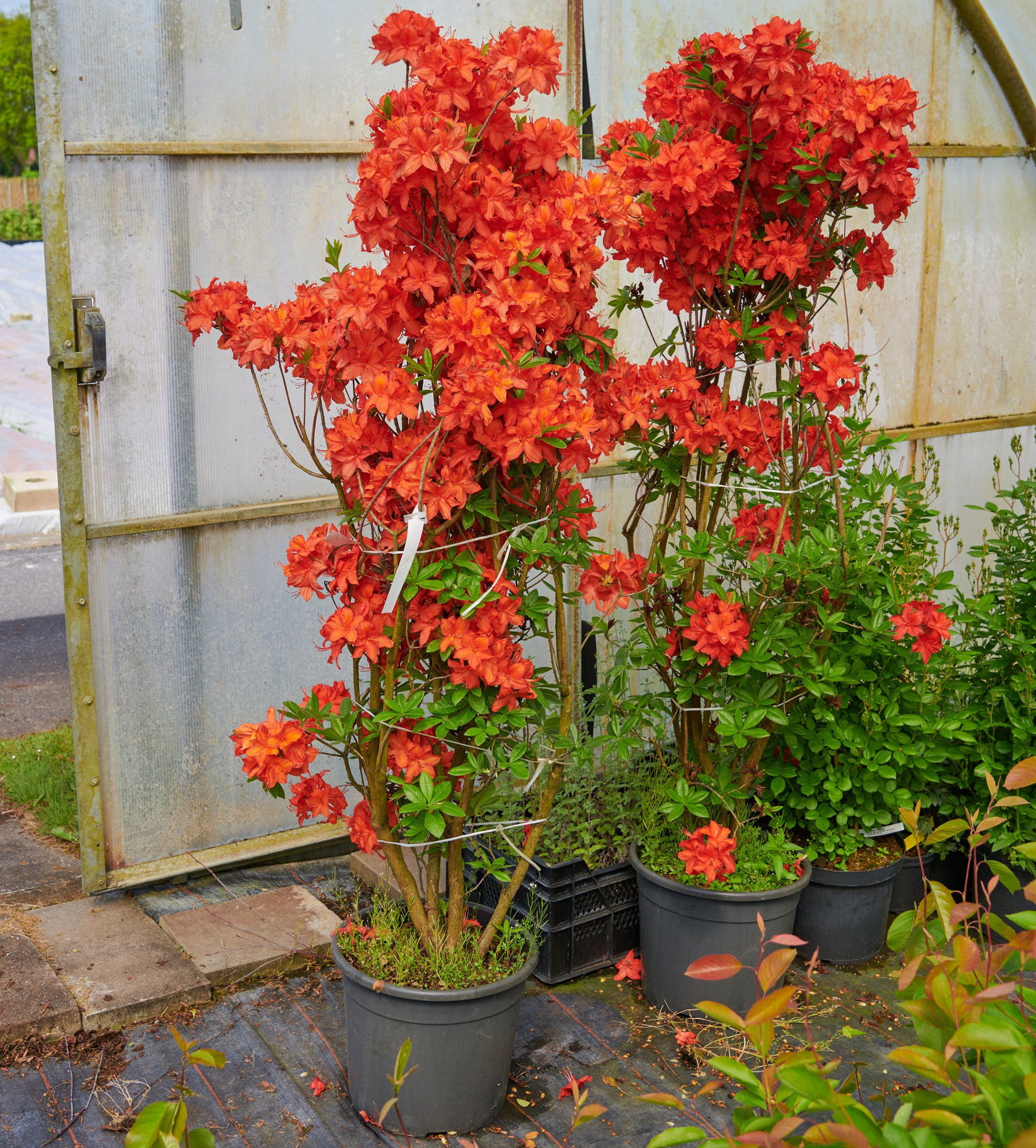 Sommergrne Azalee Glowing Embers - Rhododendron luteum Glowing Embers  gnstig kaufen