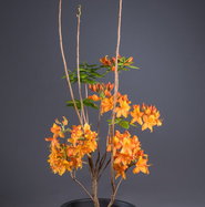 Rhododendron Golden Eagle - Rhododendron luteum Golden Eagle gnstig kaufen