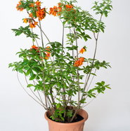 rhododendron vulcan flame Vulcan