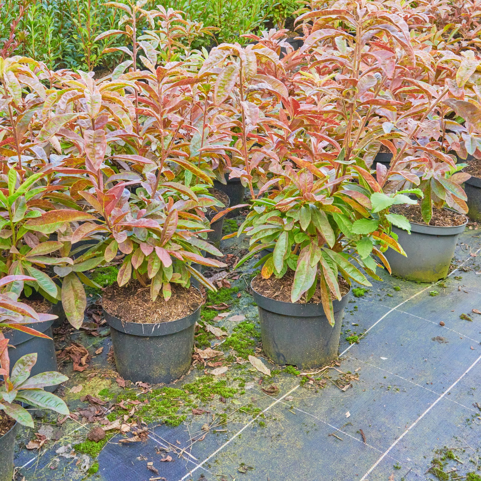 rhododendron kaufen hamburg Rhododendron dauricum 'April Rose'