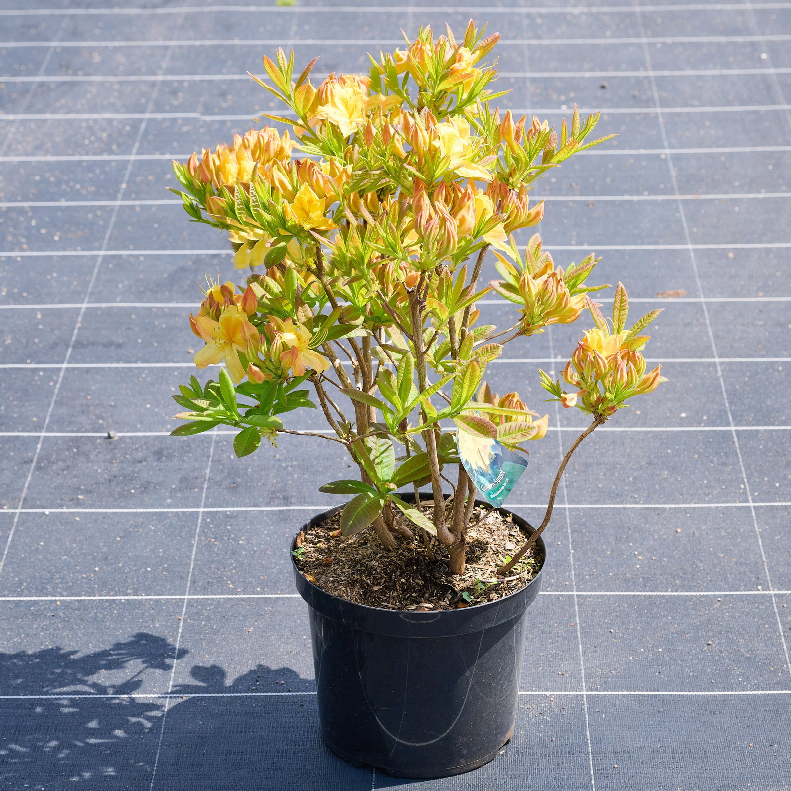 Sommergrne Azalee Golden Sunset - Rhododendron luteum Golden Sunset  gnstig kaufen