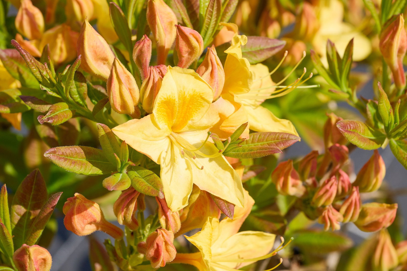 Sommergrne Azalee Golden Sunset - Rhododendron luteum Golden Sunset  gnstig kaufen