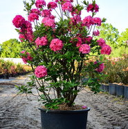 Sommergrne Azalee Homebush - Rhododendron luteum Homebush gnstig kaufen
