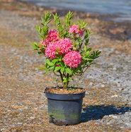Sommergrne Azalee Homebush - Rhododendron luteum Homebush gnstig kaufen