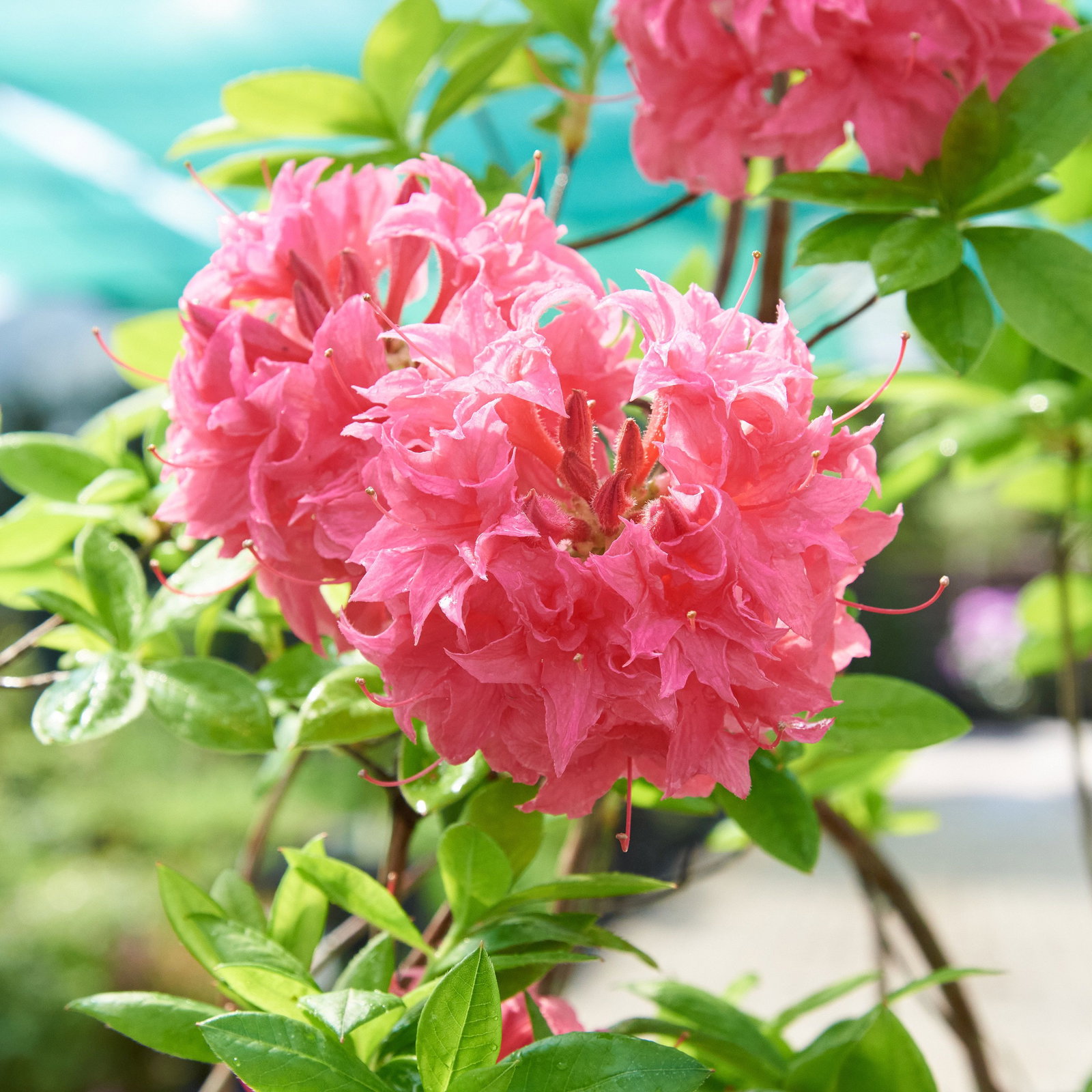 Sommergrne Azalee Homebush - Rhododendron luteum Homebush gnstig kaufen