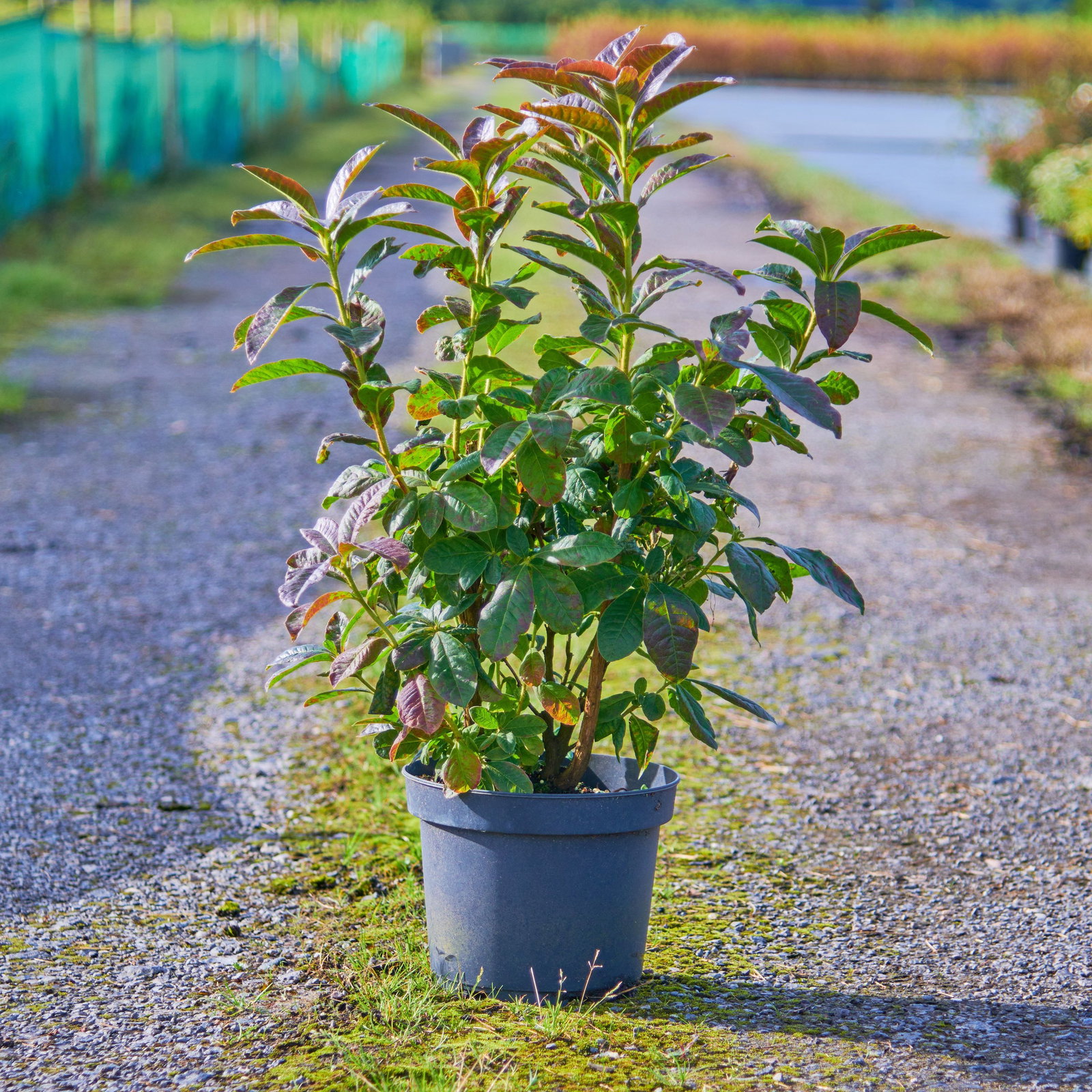Laubabwerfende Azalee Klondyke - Rhododendron luteum Klondyke gnstig kaufen