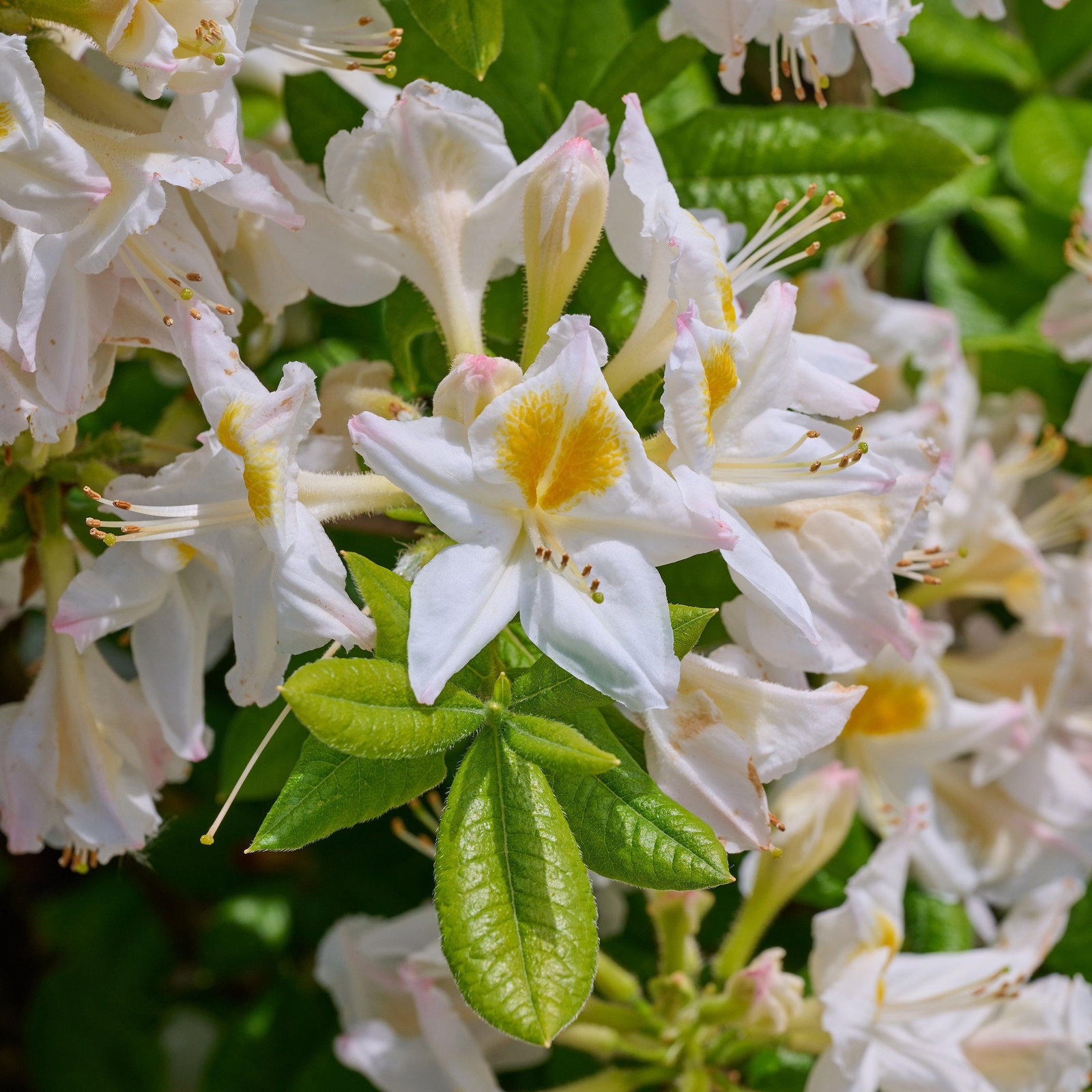Rhododendron Persil - Rhododendron luteum Persil gnstig kaufen