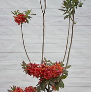 Rhododendron luteum Royal Command - gnstig online kaufen
