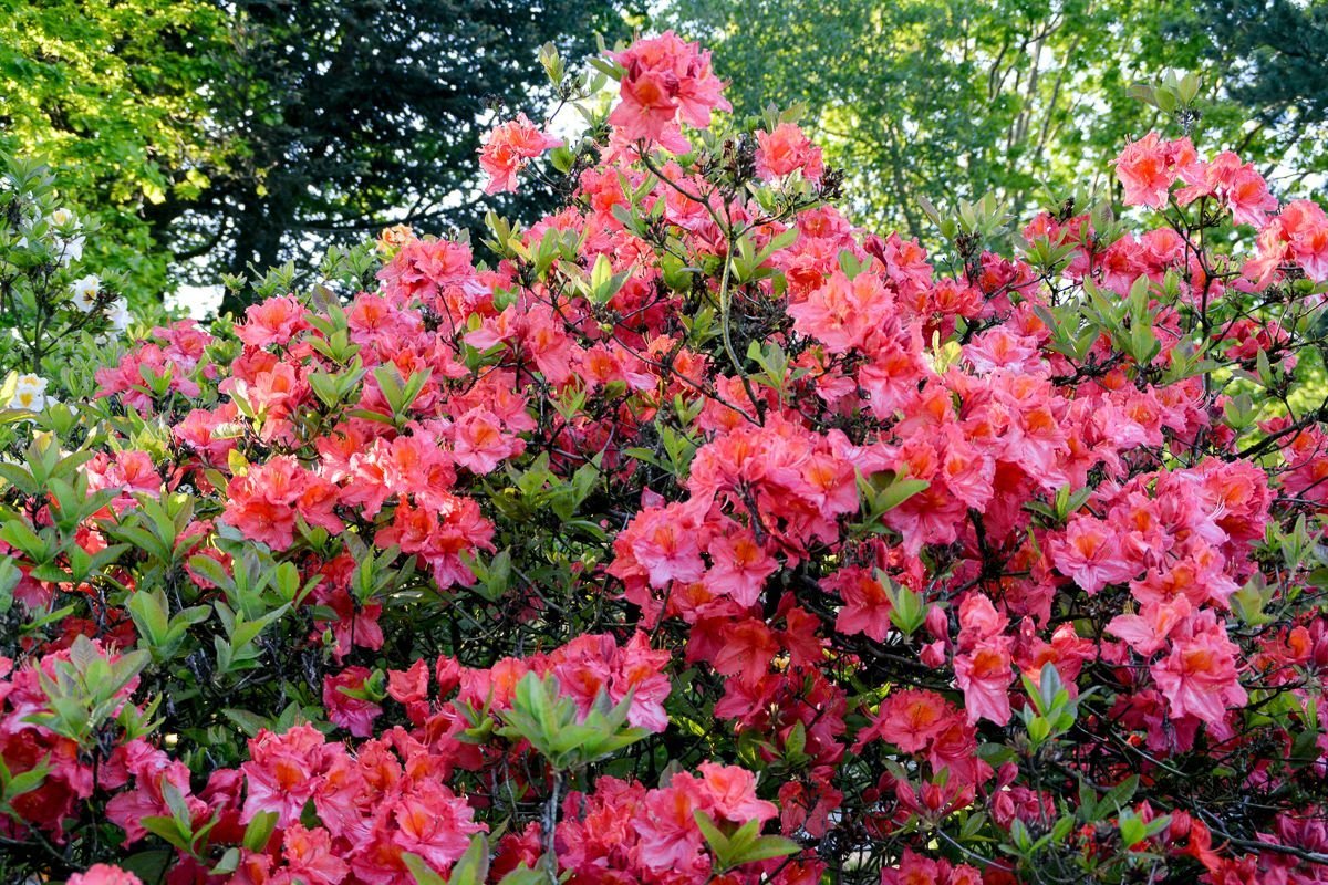 Sommergrne Azalee Sarina - Rhododendron luteum Sarina gnstig kaufen