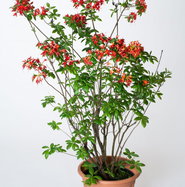 thuja brabant kaufen 180 cm Thuja occidentalis 'Brabant' Konifere (Lebensbaum) | 160-180 cm mit  Wurzelballen
