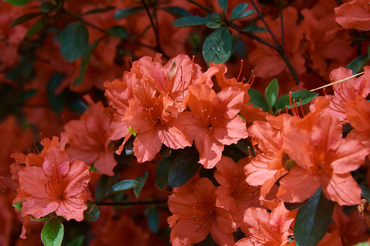 Rhododendron Orange Beauty - Rhododendron Orange Beauty gnstig kaufen