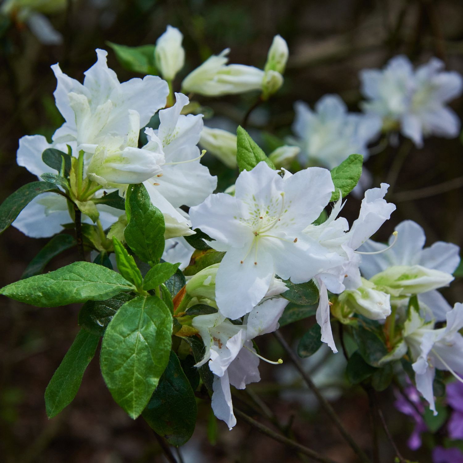 Rhododendron Adonis - Rhododendron Adonis gnstig kaufen