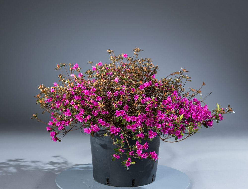 Japanische Azalee Amoena - Rhododendron obtusum Amoena gnstig kaufen