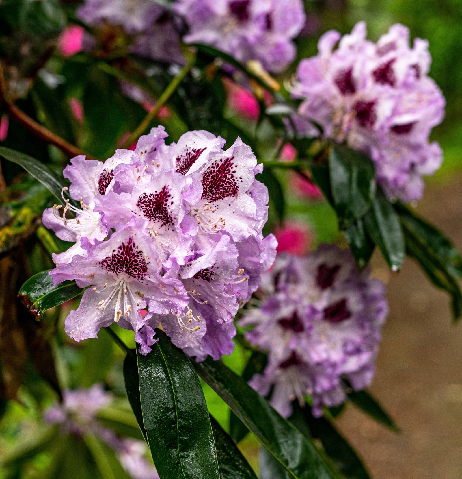 rhododendron strauch kaufen Jetzt Rhododendron Alpenrose Hecke 'Cunningham`s White' online kaufen bei  Bohlken Pflanzenversand – Bohlken Pflanzenversand GbR