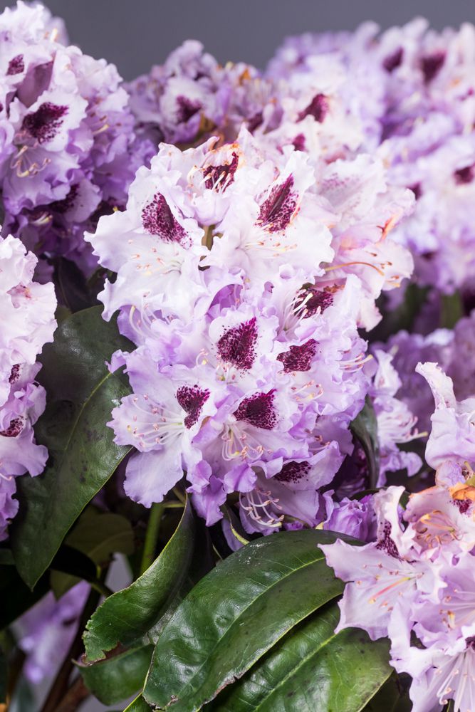 rhododendron xxl winterhart Rhododendron 'Red Jack' rot