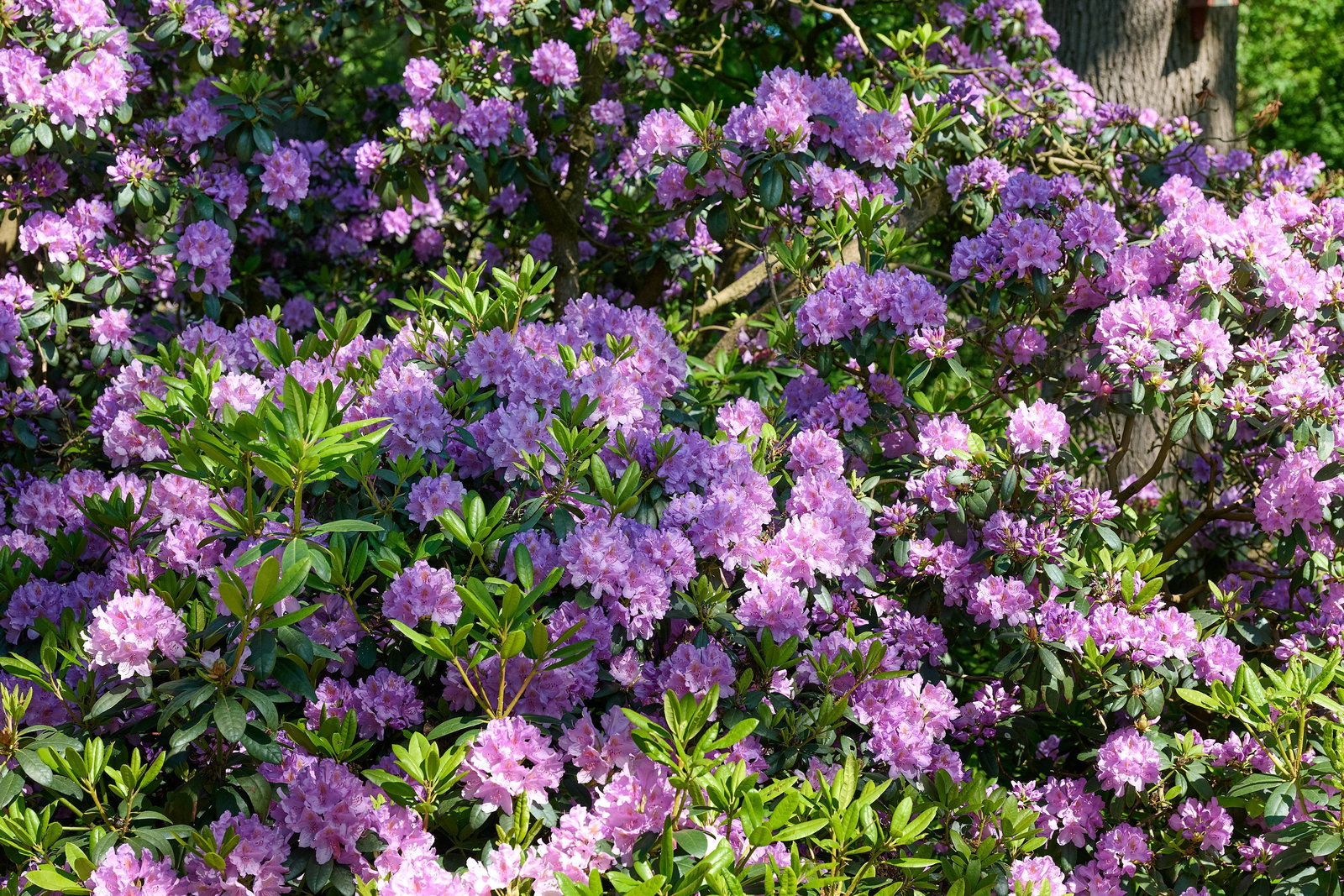 Rhododendron Hybride Catawbiense Grandiflorum - Rhododendron Hybride  Catawbiense Grandiflorum gnstig kaufen