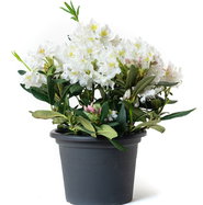 sansevieria online Buy Sansevieria Laurentii Plant Online in USA