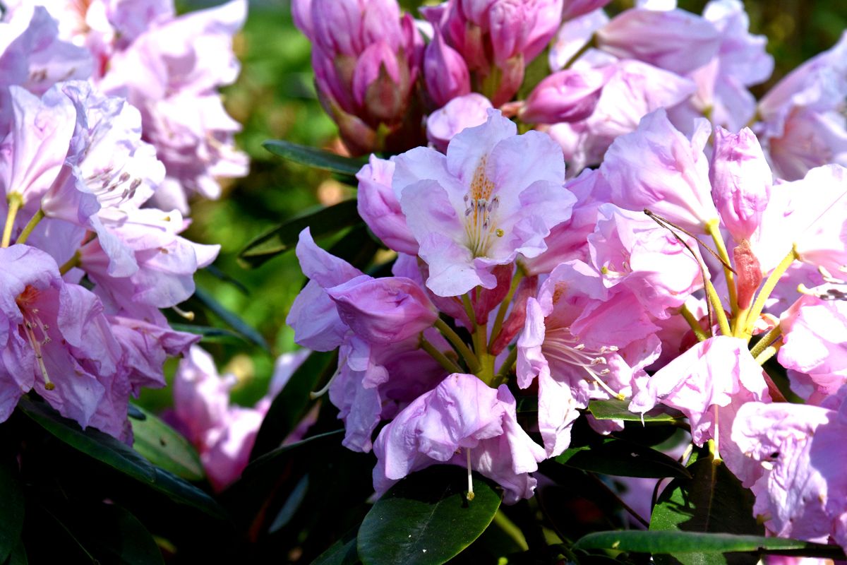 Rhododendron Dagmar Rhododendron Hybride Dagmar günstig kaufen