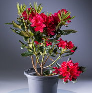 Rhododendron Dr. H. C. Dresselhuys - Rhododendron Hybride Dr. H. C.  Dresselhuys gnstig kaufen