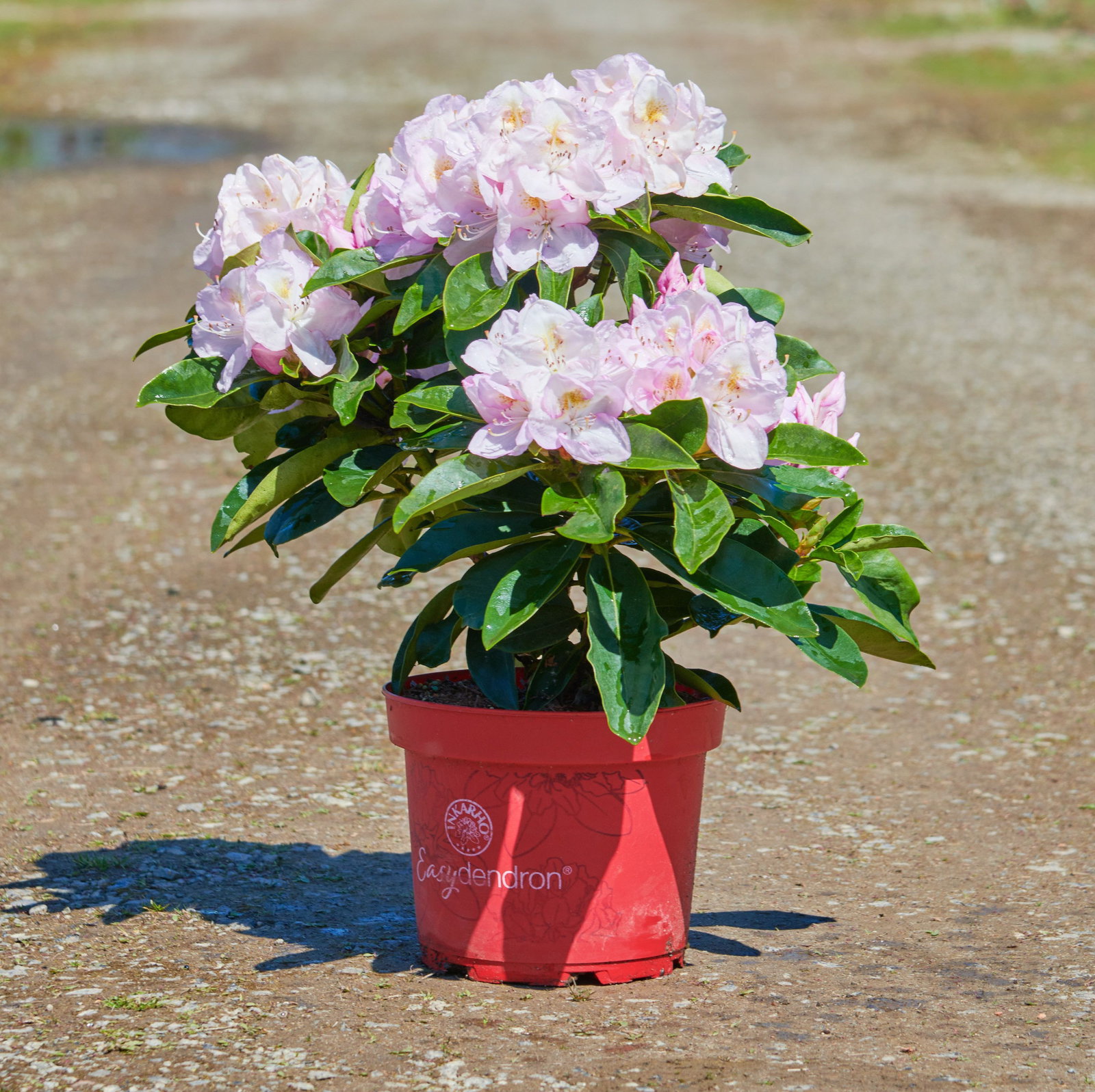 purchase jasmine plant Star Jasmine (Confederate Jasmine) for Sale