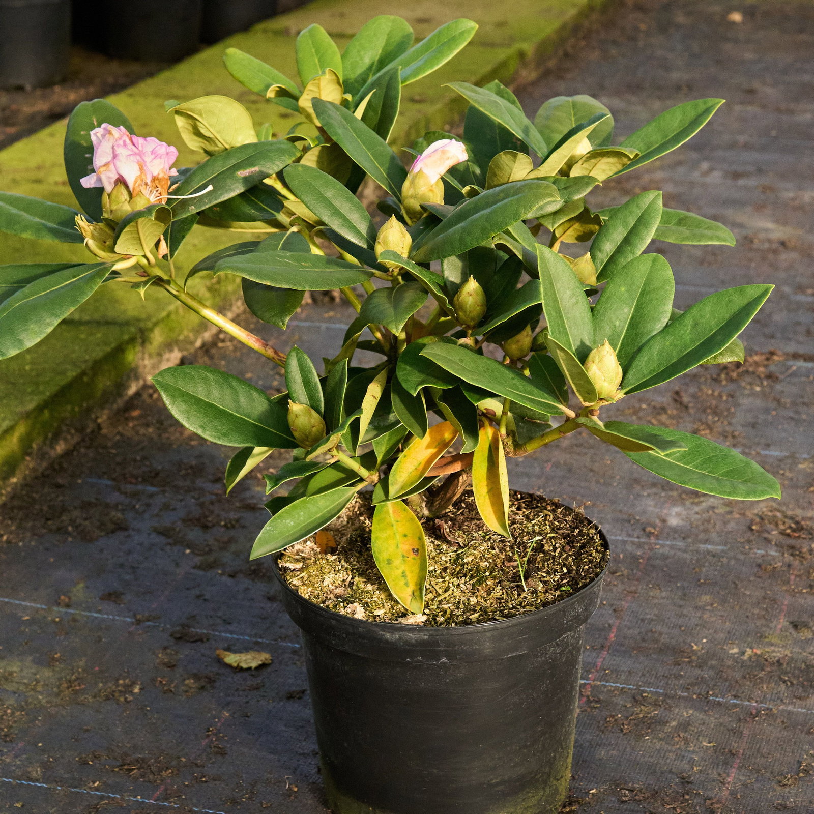 Rhododendron Gomer Waterer - Rhododendron Hybride Gomer Waterer gnstig  kaufen