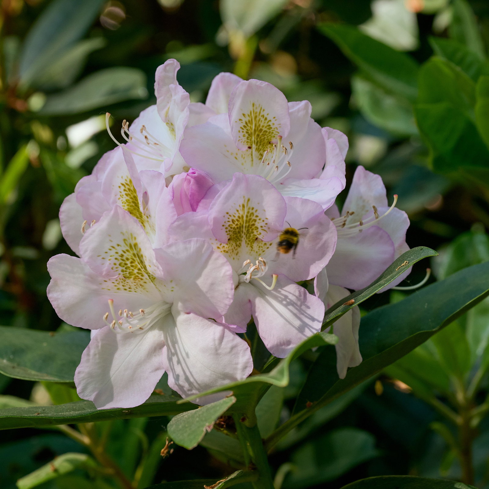 rhododendron erde sauer machen Plantaflor Plus Bio Erde Sauer, Rhododendronerde, Moorbeeterde, Blumenerde,  Erde 1 x 40L main image 1