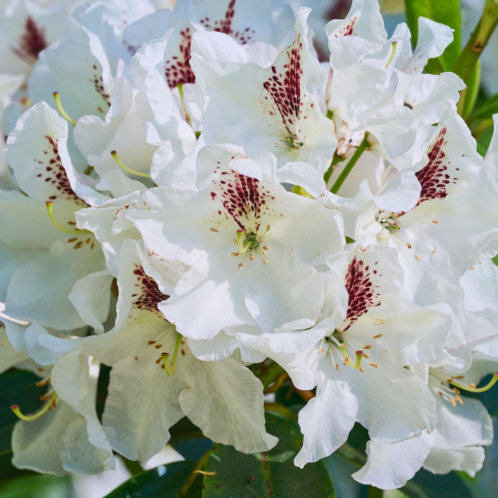 Rhododendron Gudrun - Rhododendron Hybride Gudrun gnstig kaufen