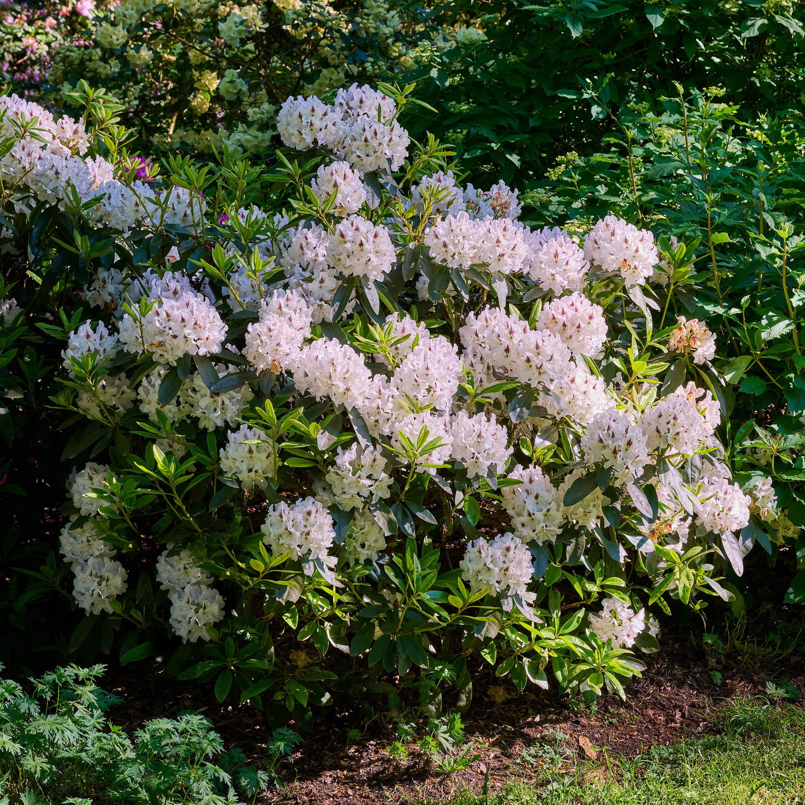 rhododendron im topf überwintern Rhododendron Catawbiense Grandiflorum | 60-80 cm im Topf main image 0