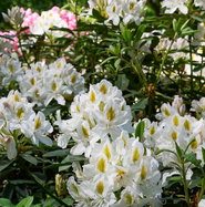 Rhododendron Madame Masson - Rhododendron Hybride Madame Masson gnstig  kaufen