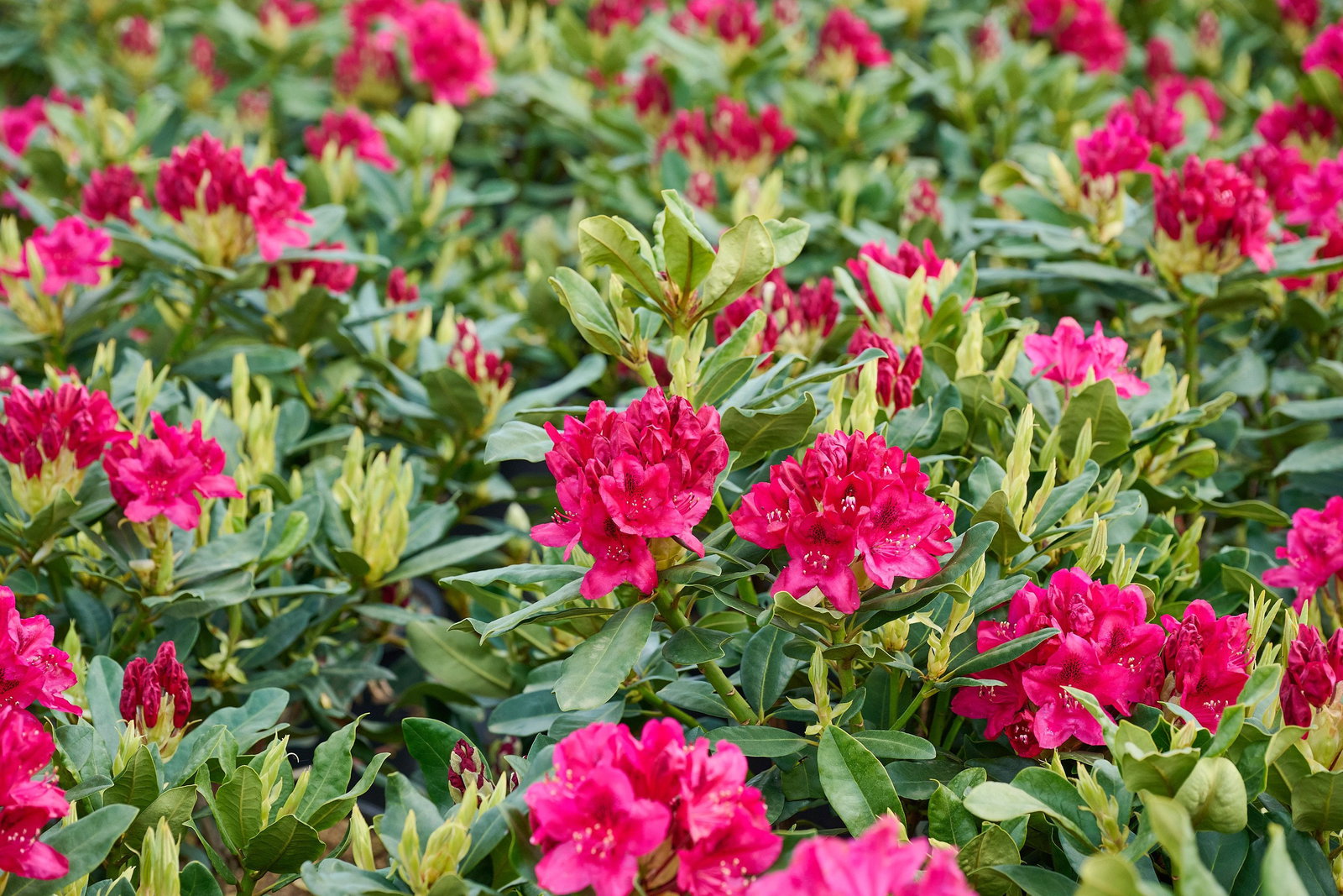 Rhododendron Nova Zembla - Rhododendron Hybride Nova Zembla gnstig kaufen