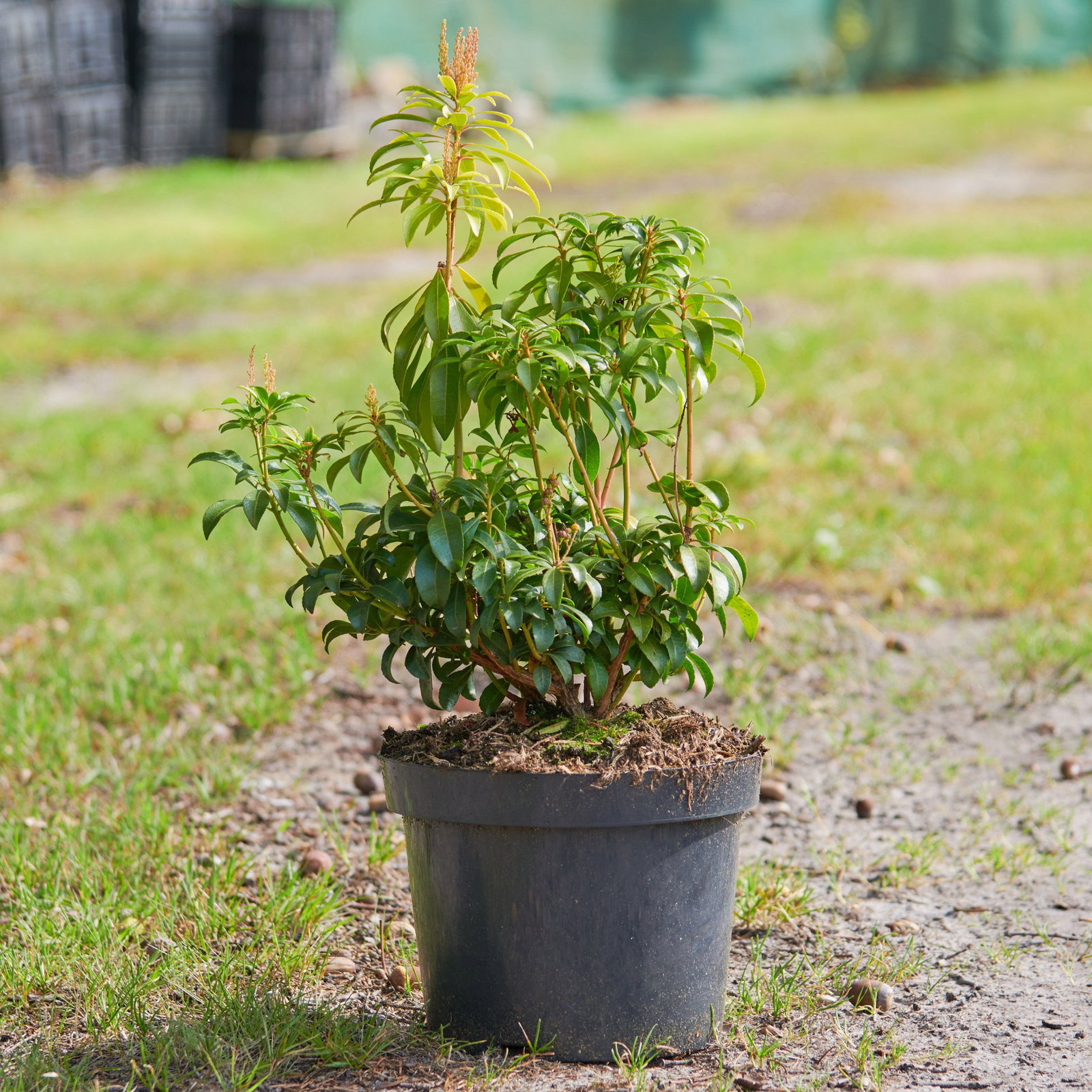 Rhododendron Old Port - Rhododendron Hybride Old Port gnstig kaufen