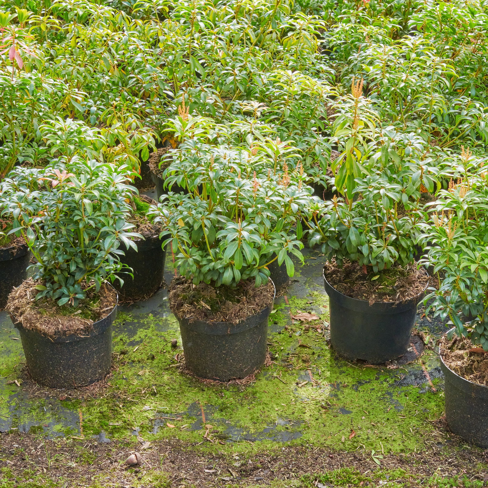 japanische stechpalme giftig Japanische Stechpalme Dark Green (Ilex crenata) | 30-40 cm im Topf