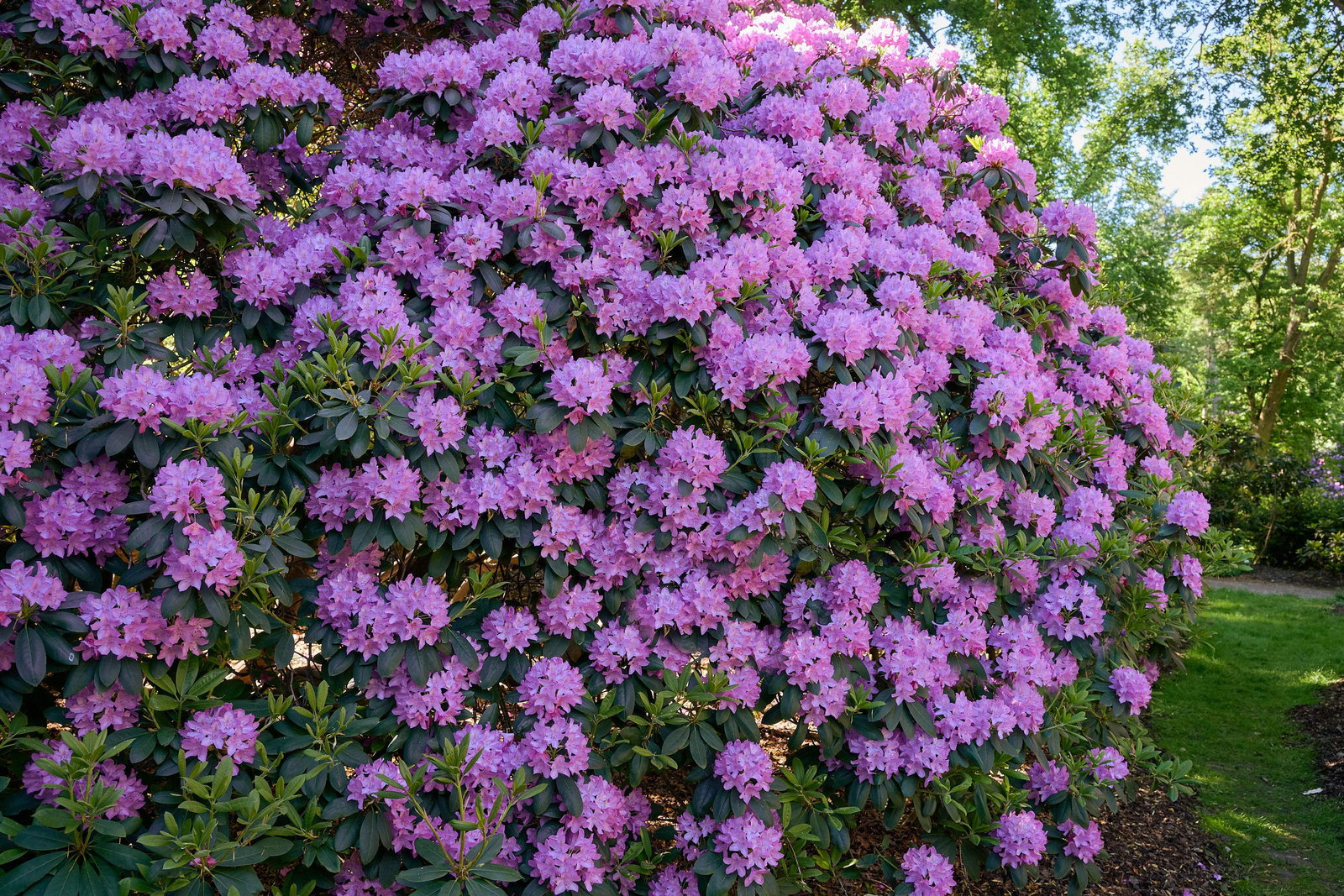 Rhododendron Roseum Elegans - Rhododendron hybride Roseum Elegans gnstig  kaufen