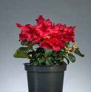 Zwergrhododendron Scarlet Wonder - Rhododendron repens Scarlet Wonder  gnstig kaufen