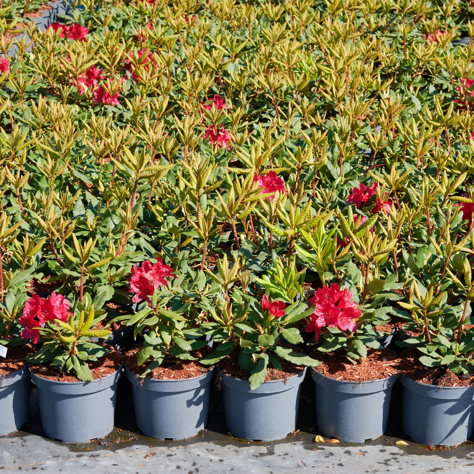 Rhododendron Hachmanns Feuerschein  - Rhododendron Hybride Hachmanns  Feuerschein  gnstig kaufen