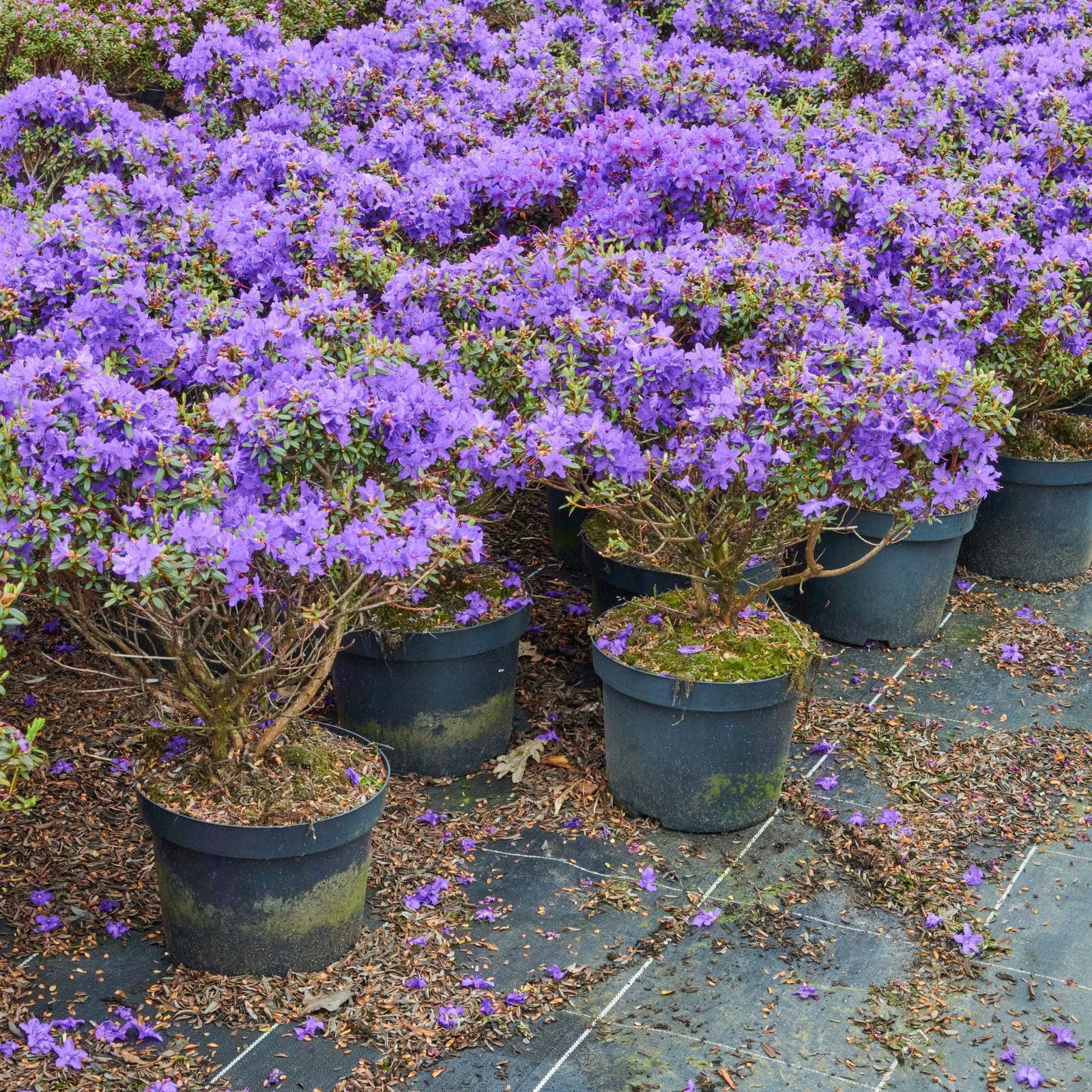 Kleinblttr.Rhododendron Blue Tit Magor - Rhododendron impeditum Blue Tit  Magor gnstig kaufen
