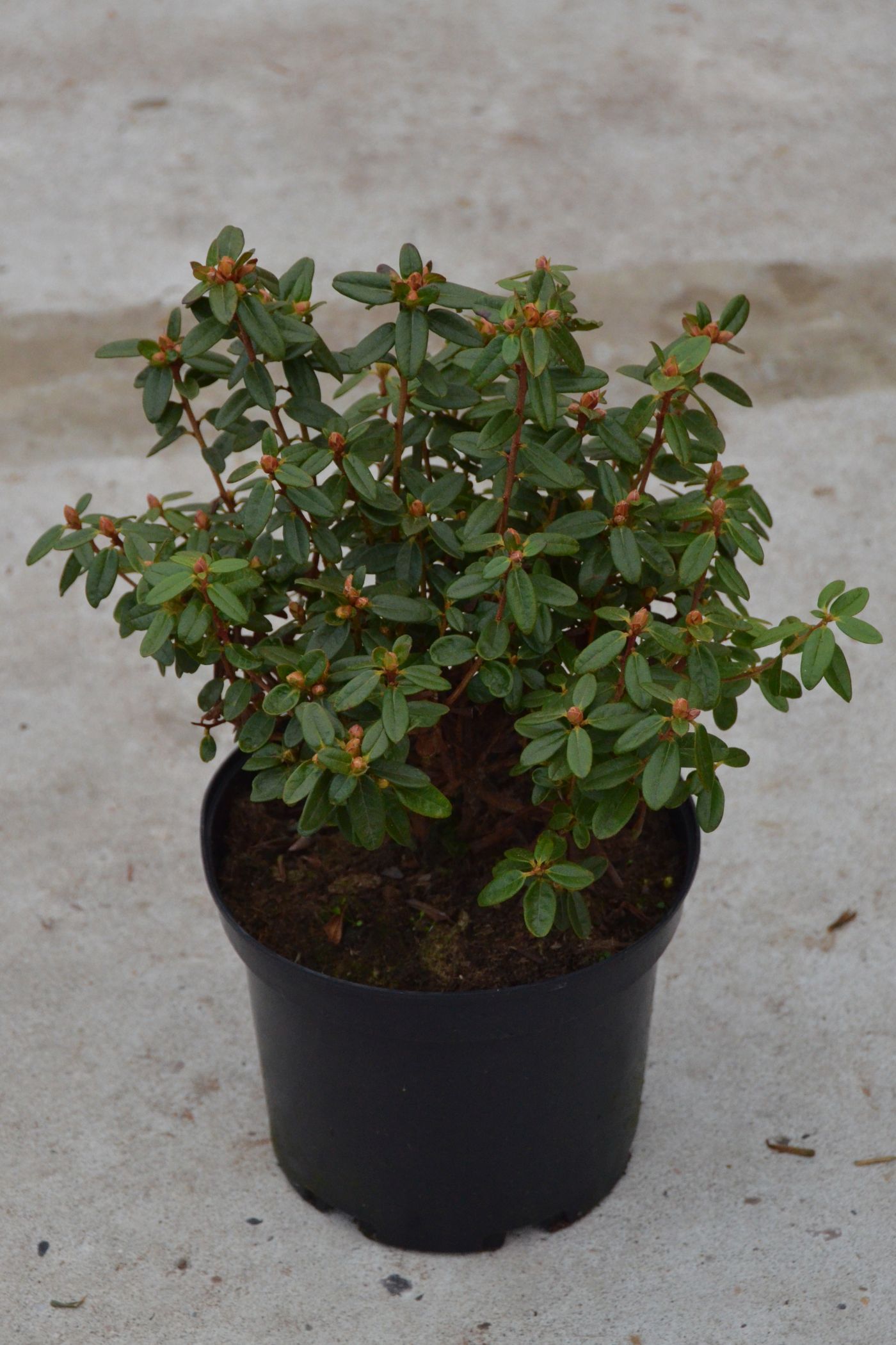bester dünger für thuja smaragd Purgrün Thuja-Dünger 1 kg