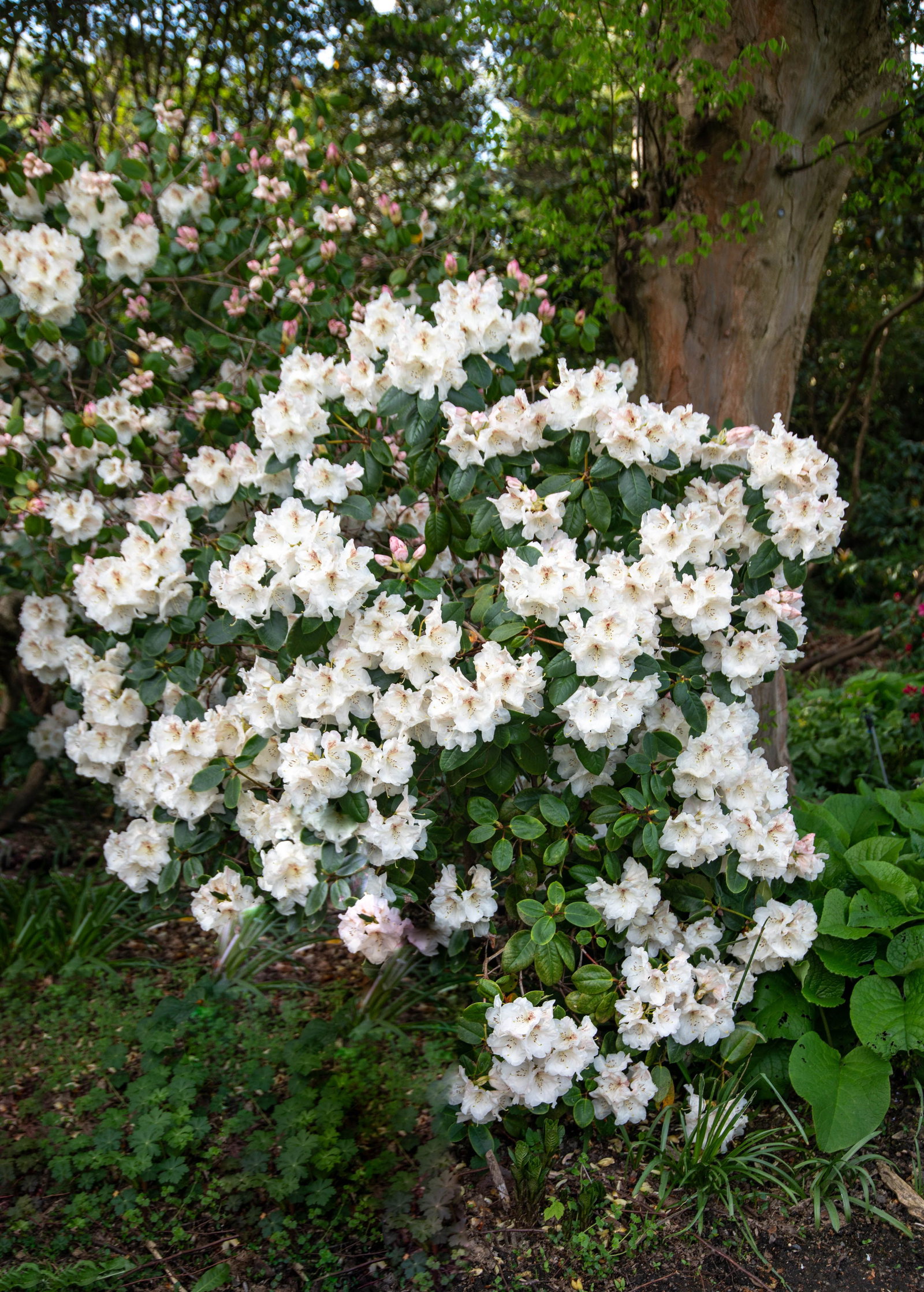 Rhododendron Gartendirektor Rieger - Rhododendron williamsianum  Gartendirektor Rieger gnstig kaufen