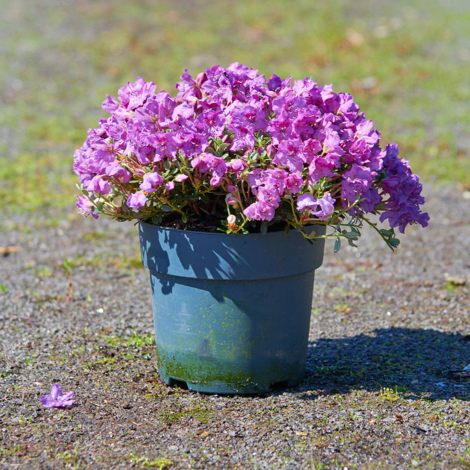 Rhododendron keleticum - Rhododendron keleticum gnstig kaufen