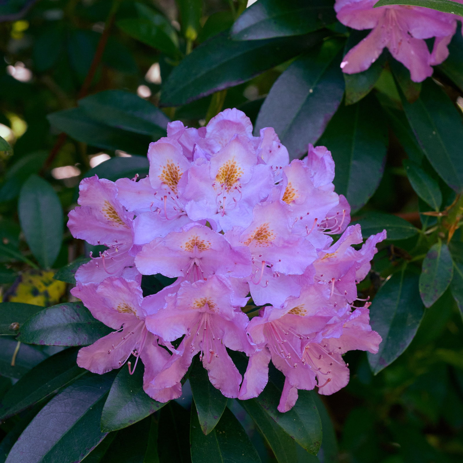 Pontischer Rhododendron - Rhododendron ponticum gnstig kaufen