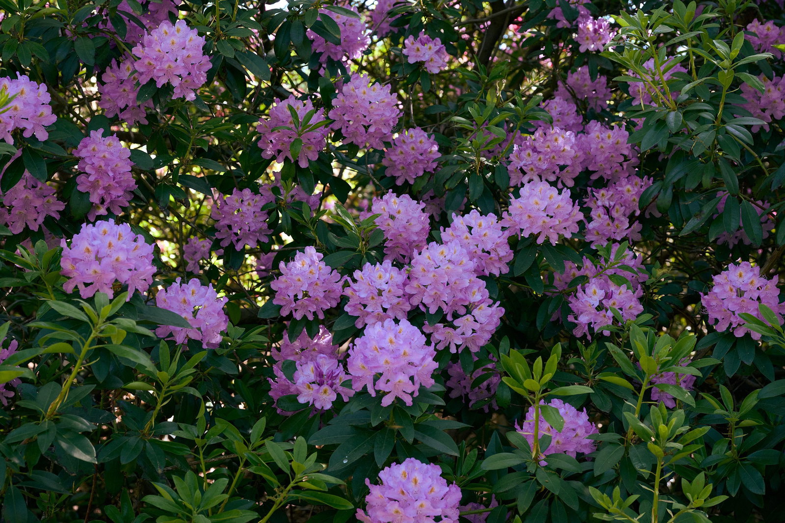 Pontischer Rhododendron - Rhododendron ponticum gnstig kaufen