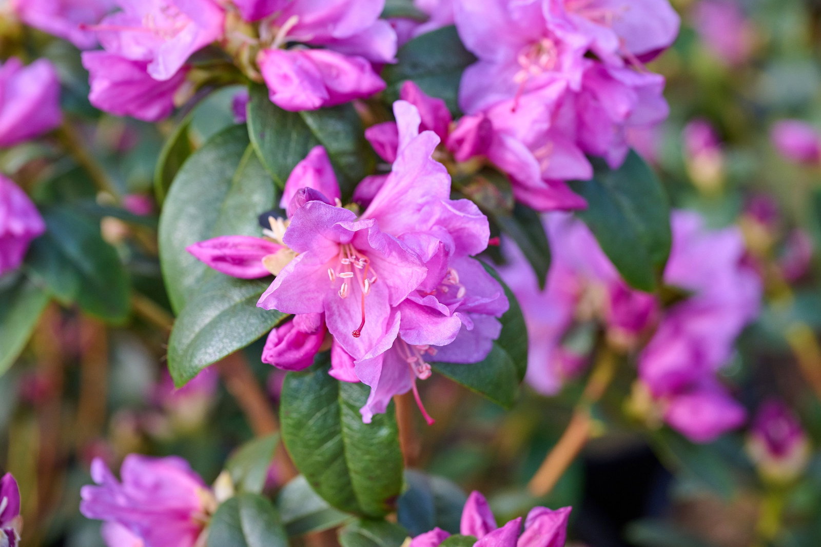 rhododendron zembla Rhododendron 'Nova Zembla' main image 1